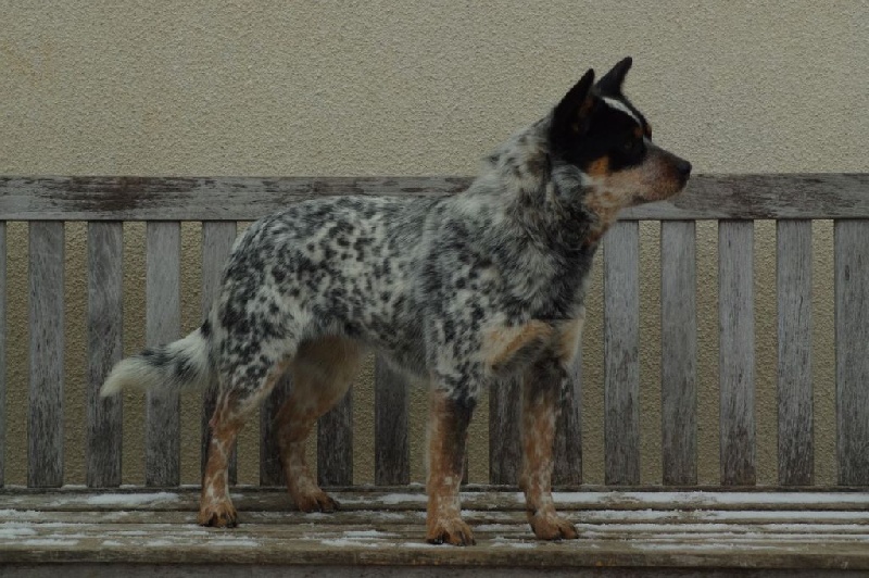 Lulu blue Du Yéo