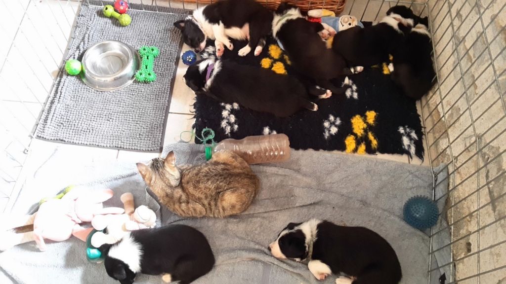 Florence Garinot - 1ère portée Border collie en aout 2016