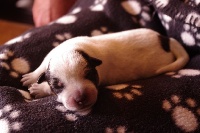 CHIOT