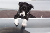 CHIOT