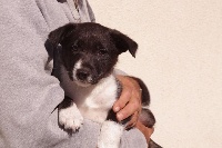 CHIOT