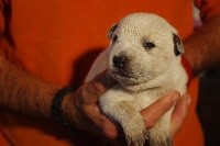 CHIOT