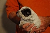 CHIOT