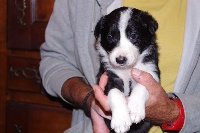CHIOT