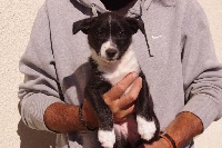 CHIOT