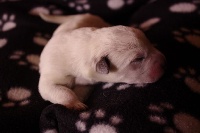 CHIOT