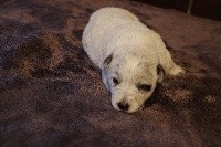 CHIOT
