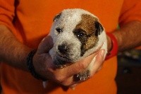 CHIOT