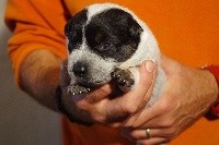 CHIOT