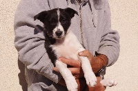 CHIOT