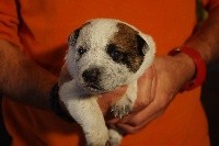 CHIOT